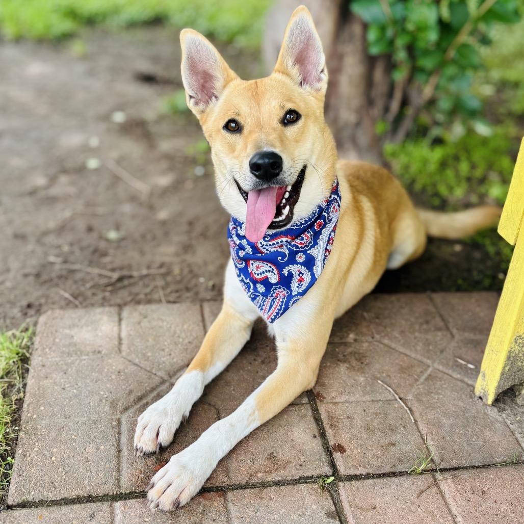 Enlarge Finn 26-04-067, a Adoptable mixed breed in Bastrop, TX image 2/6