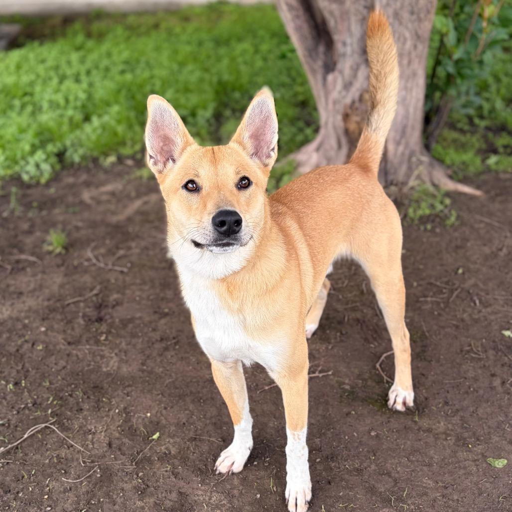 Enlarge Finn 26-04-067, a Adoptable mixed breed in Bastrop, TX image 2/6