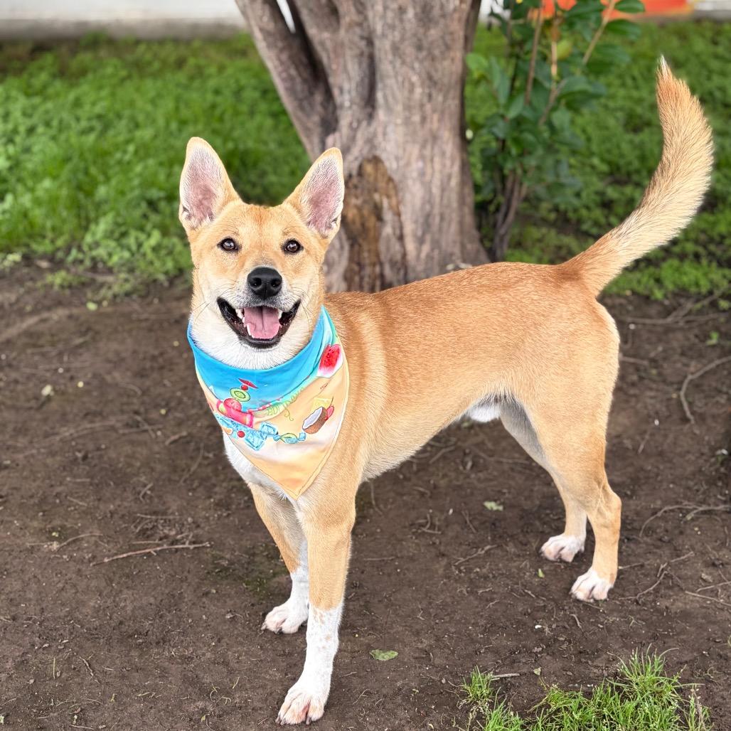 Enlarge Finn 26-04-067, a Adoptable mixed breed in Bastrop, TX image 6/6