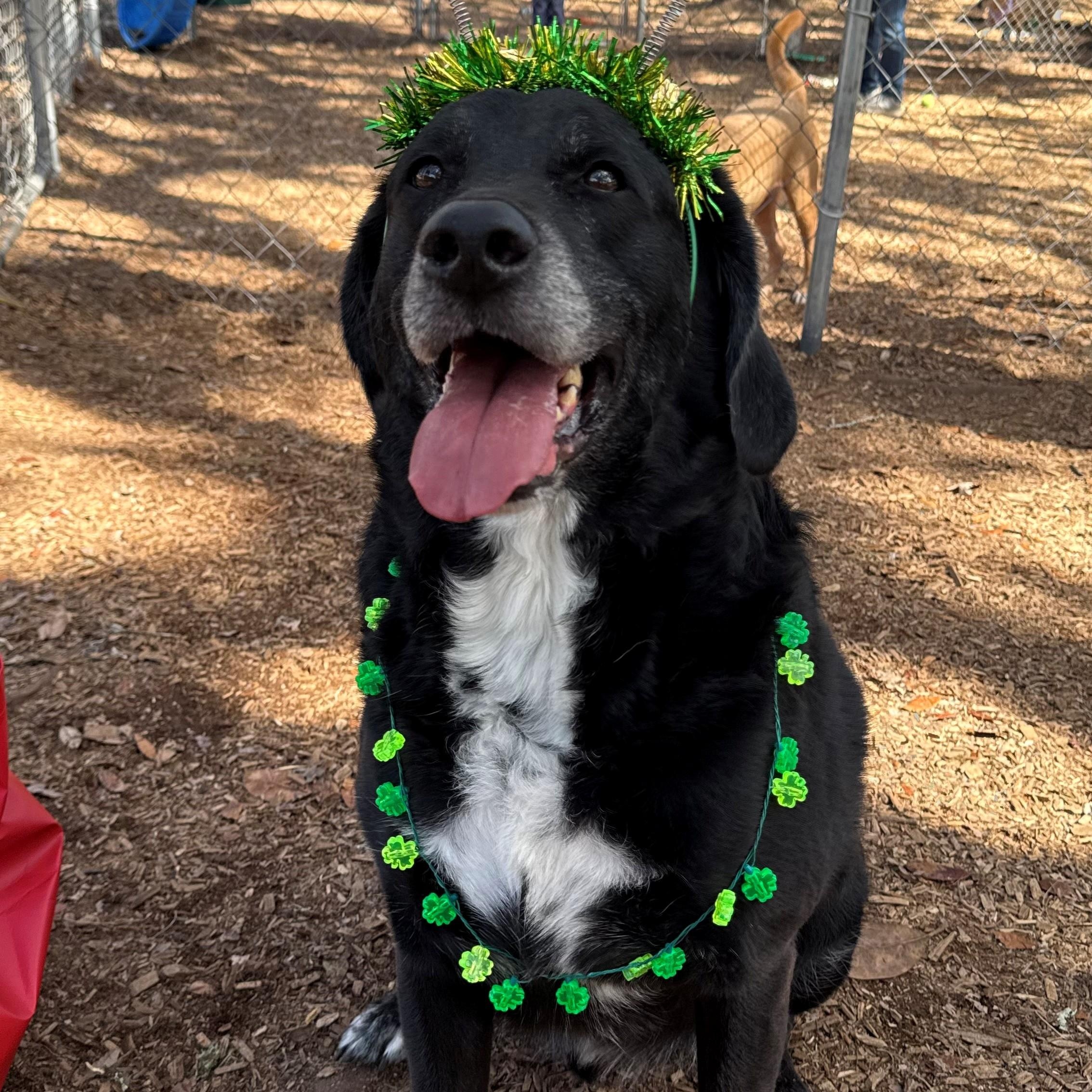 Enlarge Major, an adoptable mixed breed in St. Augustine, FL image 1/3