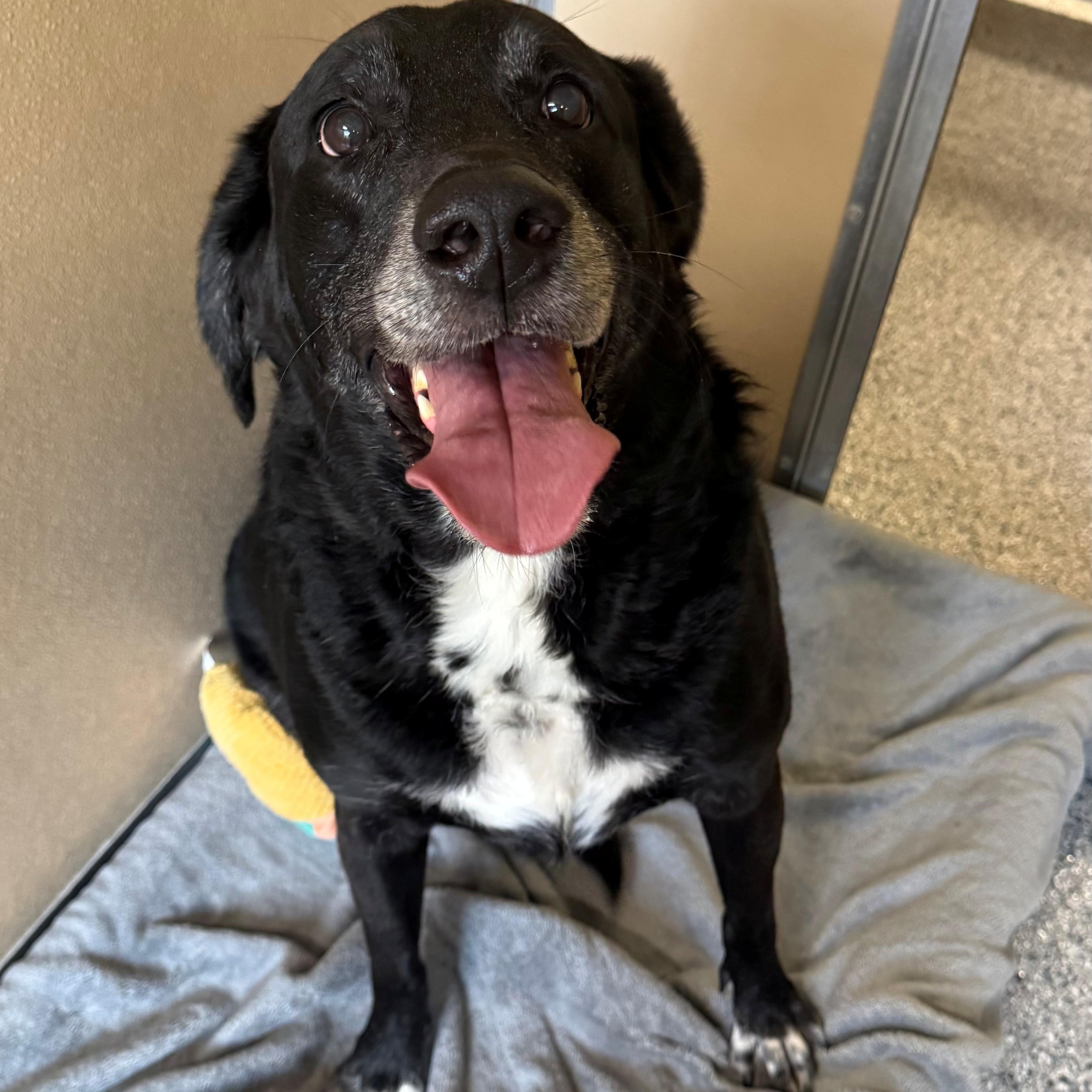 Enlarge Major, an adoptable mixed breed in St. Augustine, FL image 2/3
