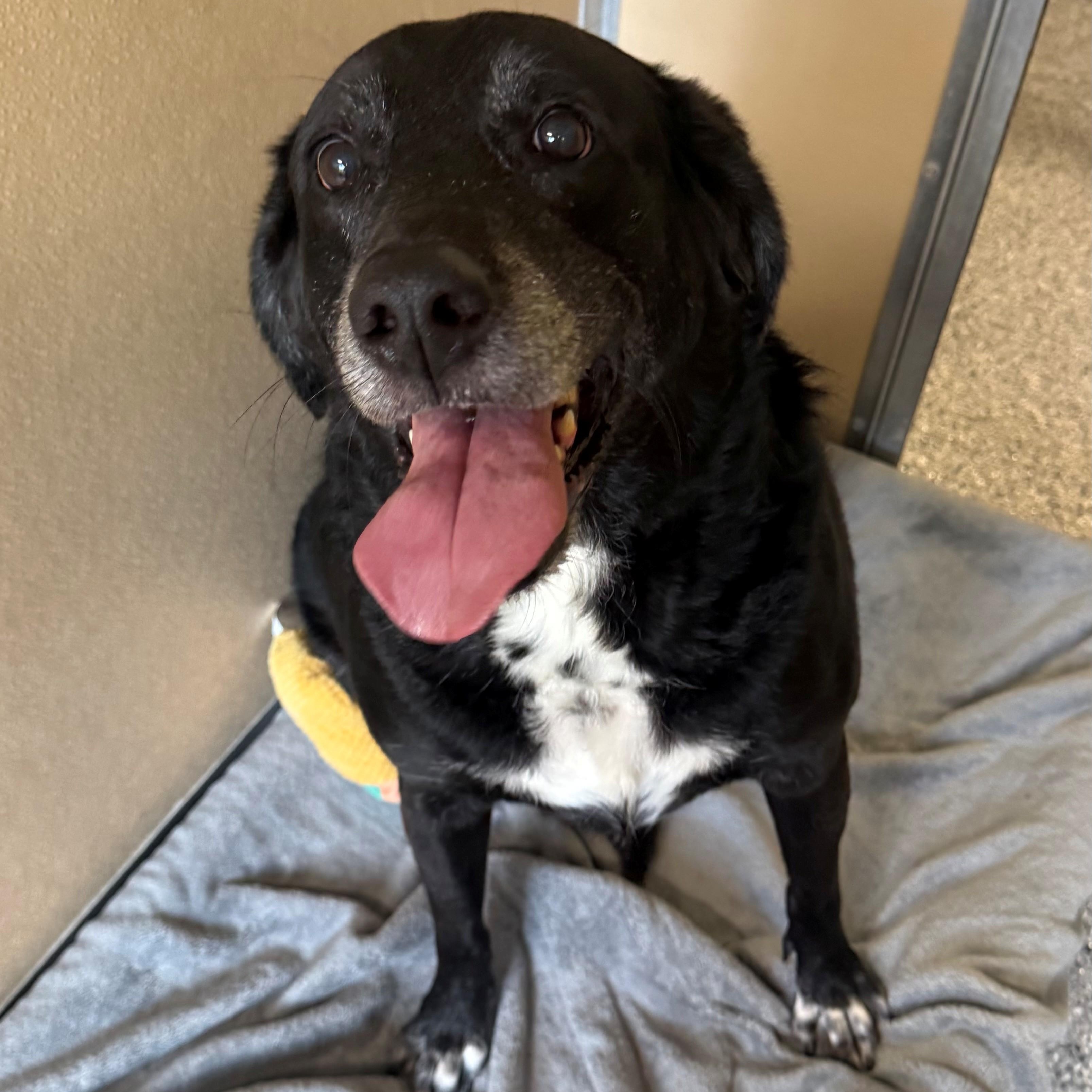 Enlarge Major, an adoptable mixed breed in St. Augustine, FL image 3/3