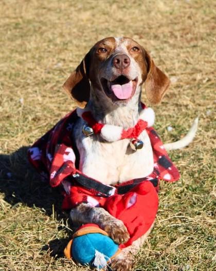 Rudolph, a Adoptable mixed breed in Winchester, VA image 1/2