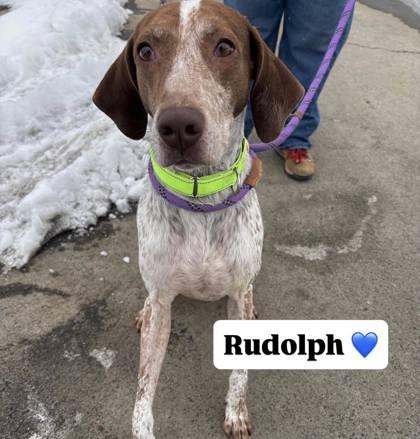 Rudolph, a Adoptable mixed breed in Winchester, VA image 2/2