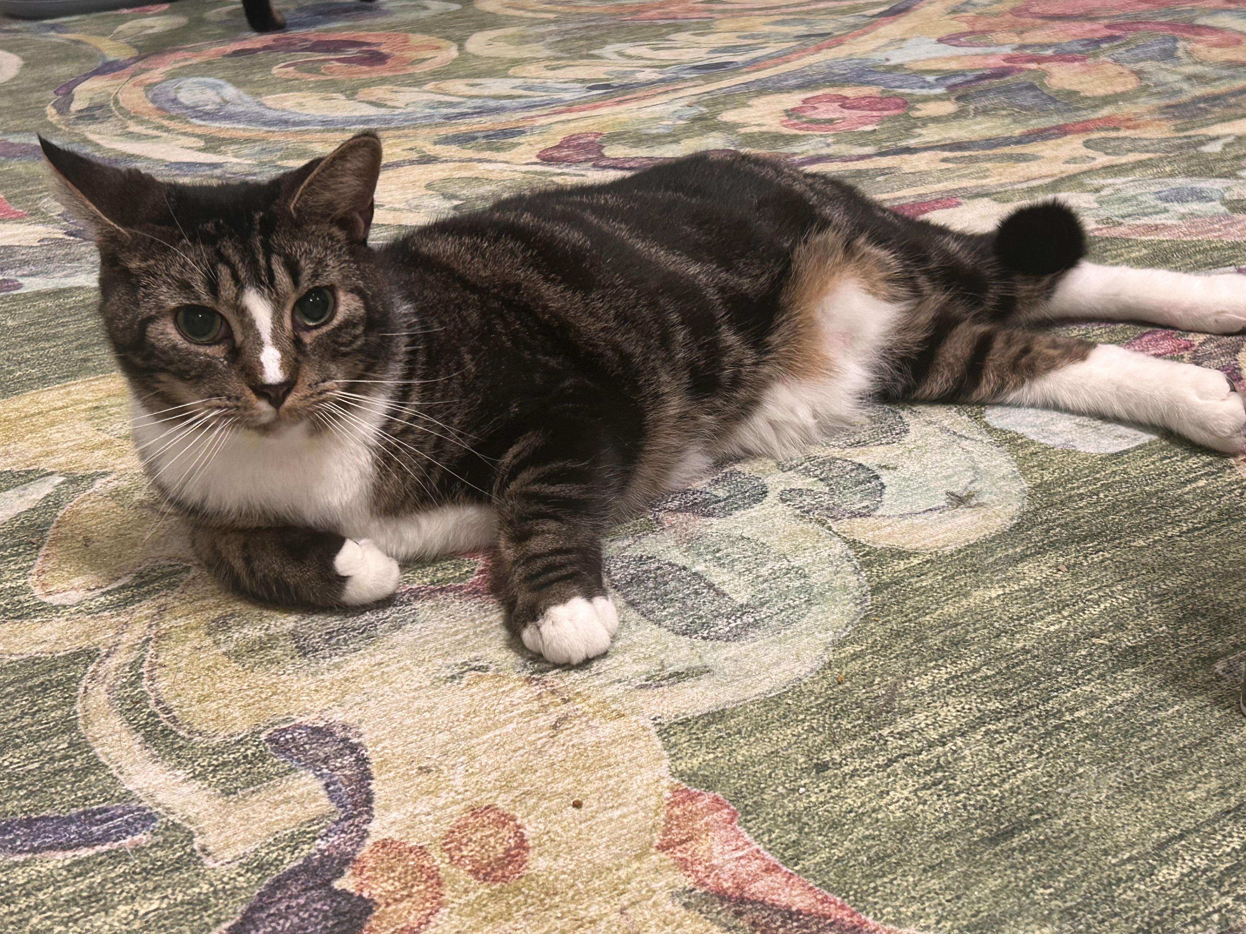 Enlarge Ben Affleck, a Adoptable American Shorthair in St Petersburg, FL image 1/4