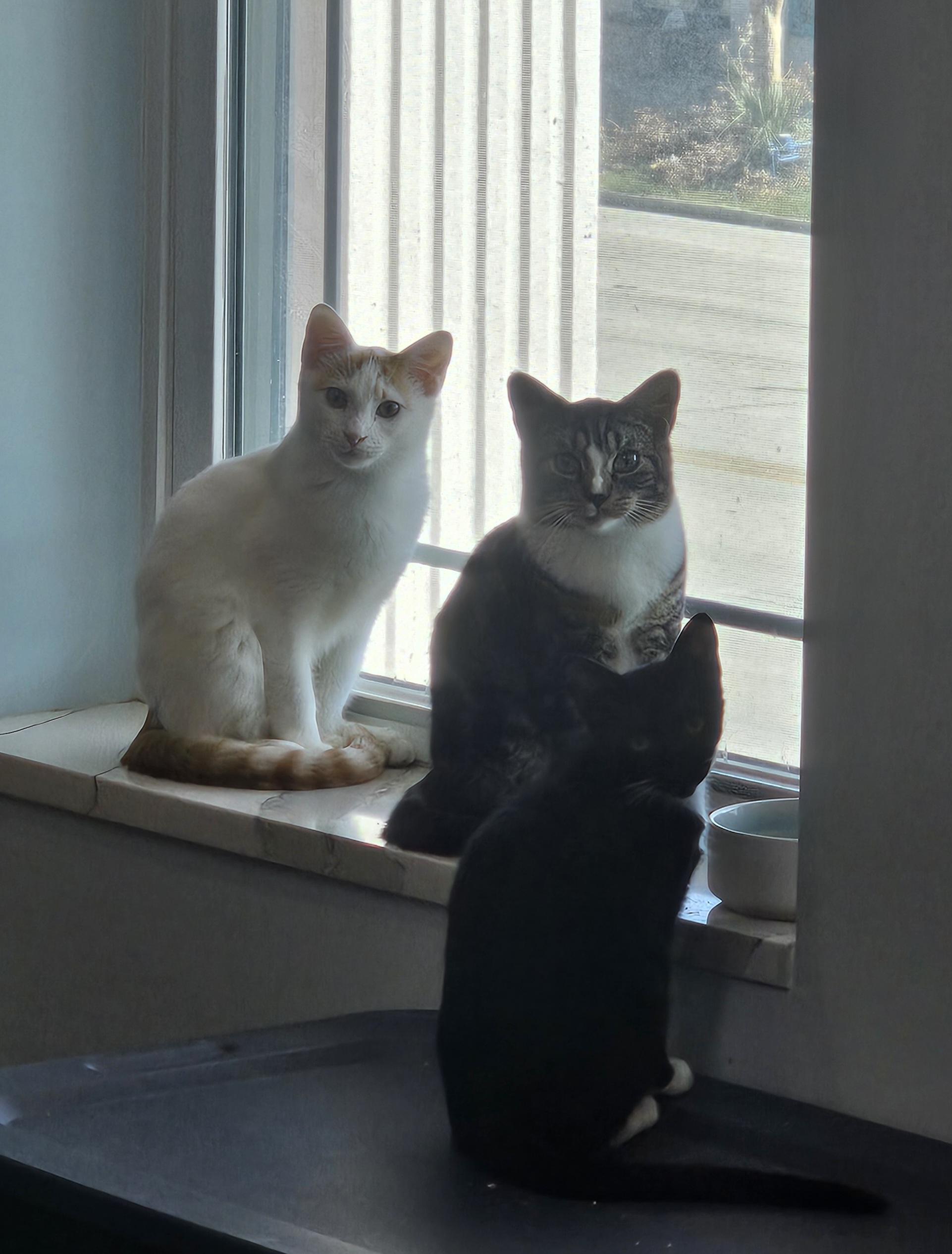 Enlarge Ben Affleck, a Adoptable American Shorthair in St Petersburg, FL image 2/4