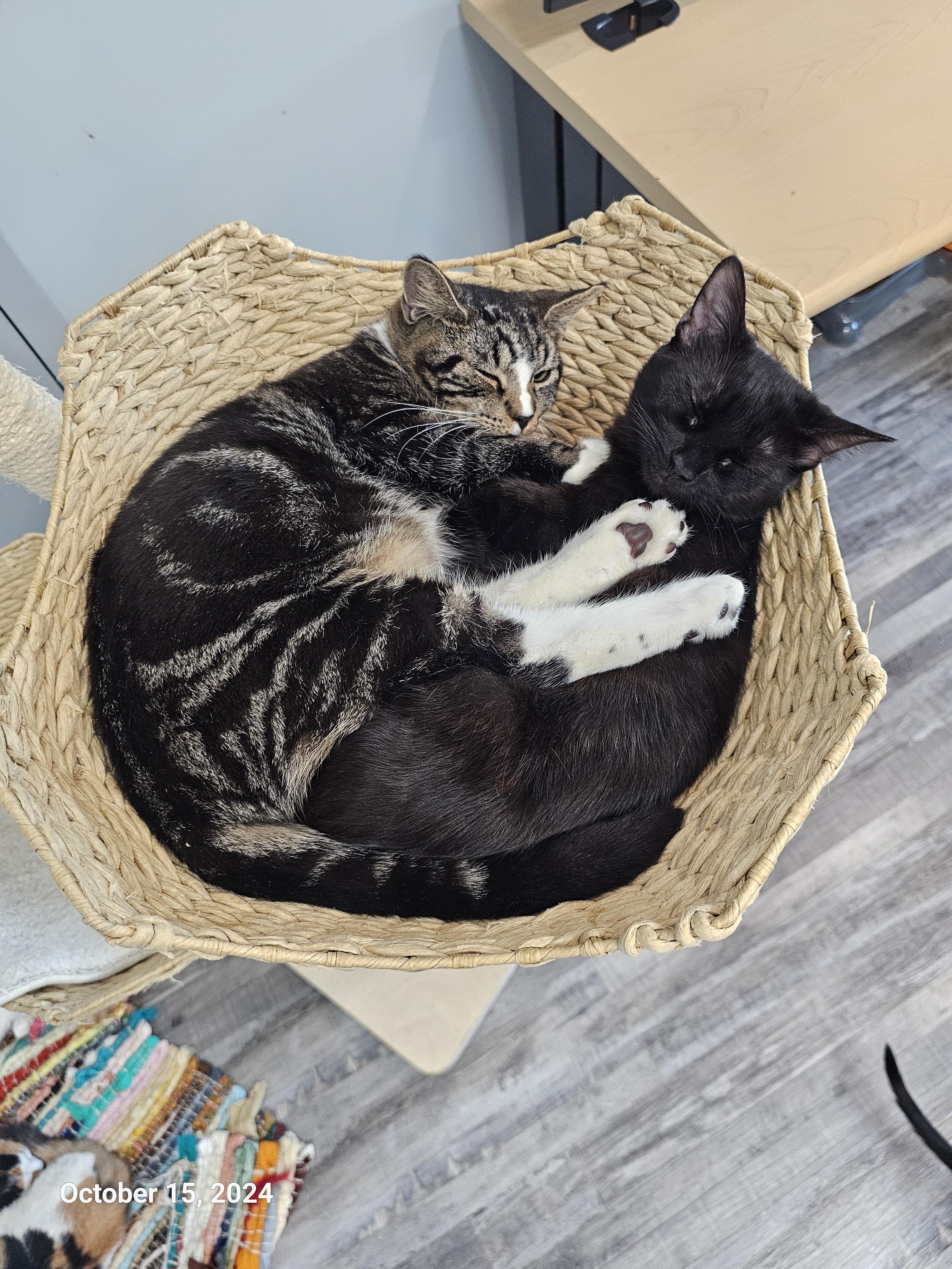 Enlarge Ben Affleck, a Adoptable American Shorthair in St Petersburg, FL image 3/4