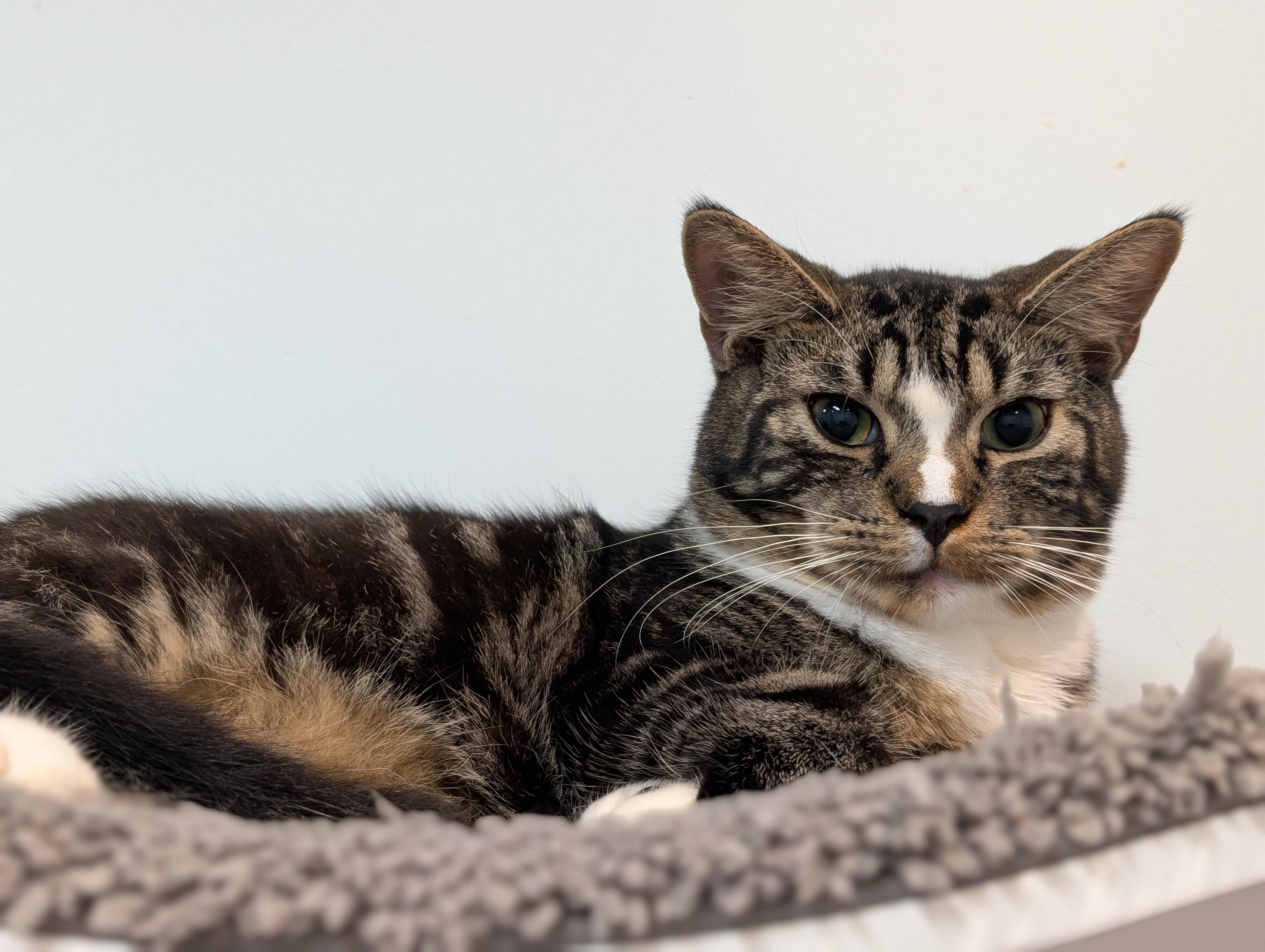 Enlarge Ben Affleck, a Adoptable American Shorthair in St Petersburg, FL image 4/4