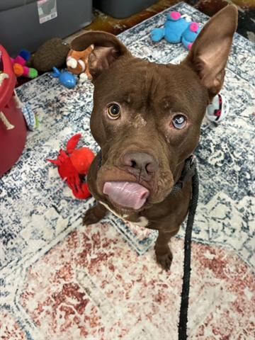 BEOWOOF, Adoptable, Young Male Pit Bull Terrier.