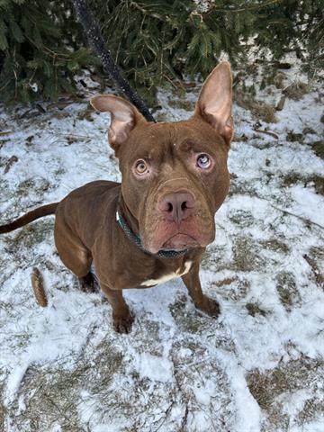 BEOWOOF, Adoptable, Young Male Pit Bull Terrier.