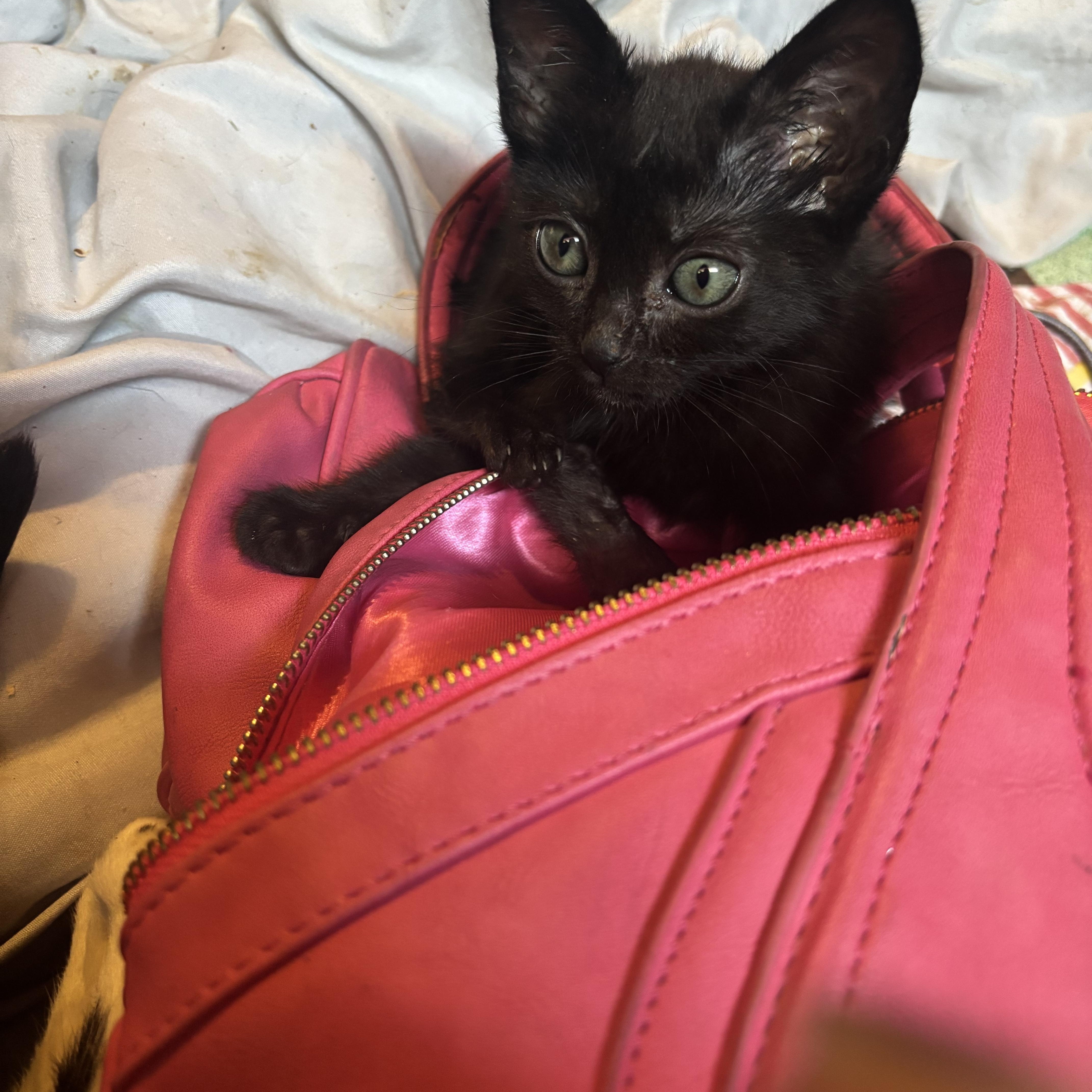 Enlarge Fig, a Adopted mixed breed in Lancaster, CA image 4/5