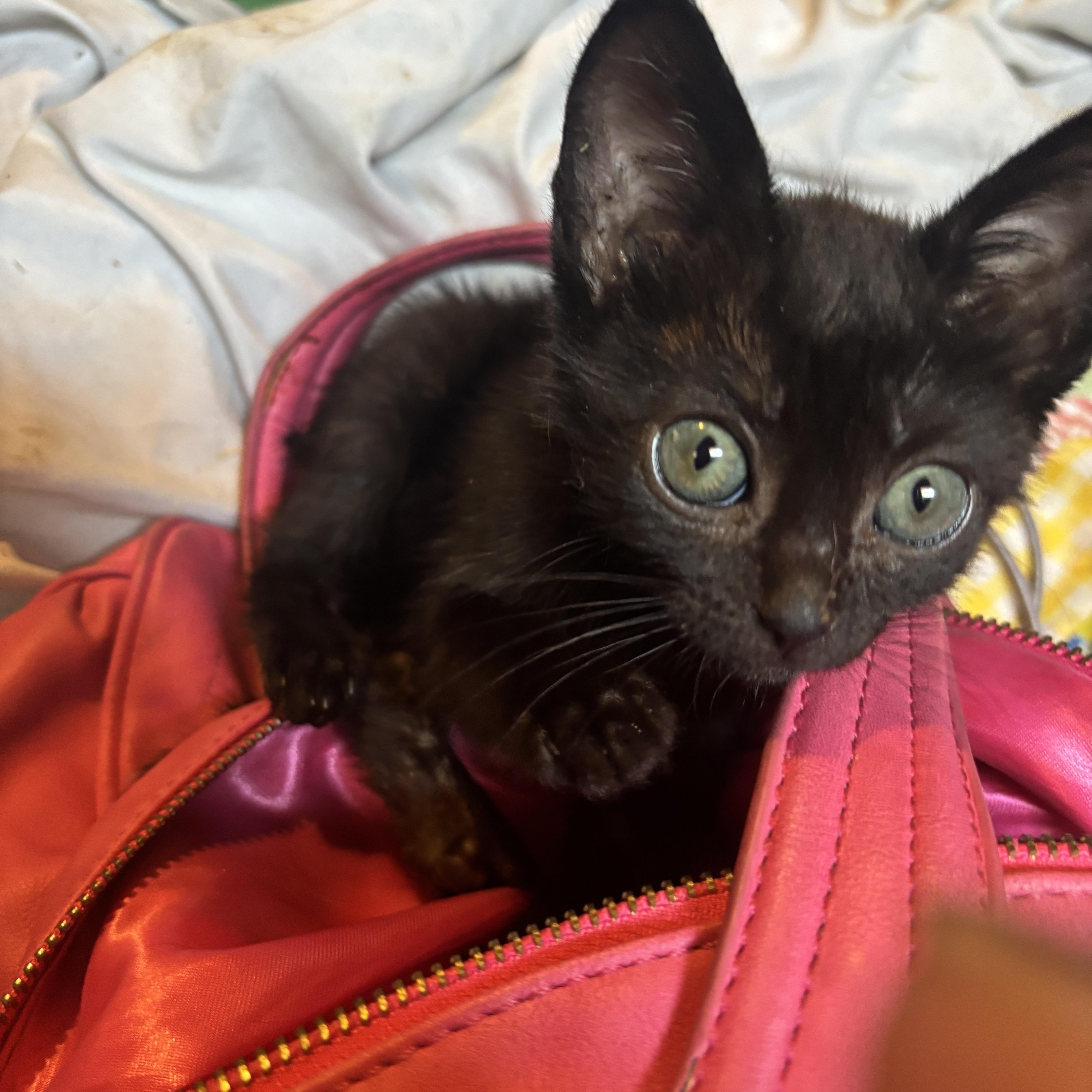 Enlarge Fig, a Adopted mixed breed in Lancaster, CA image 1/5