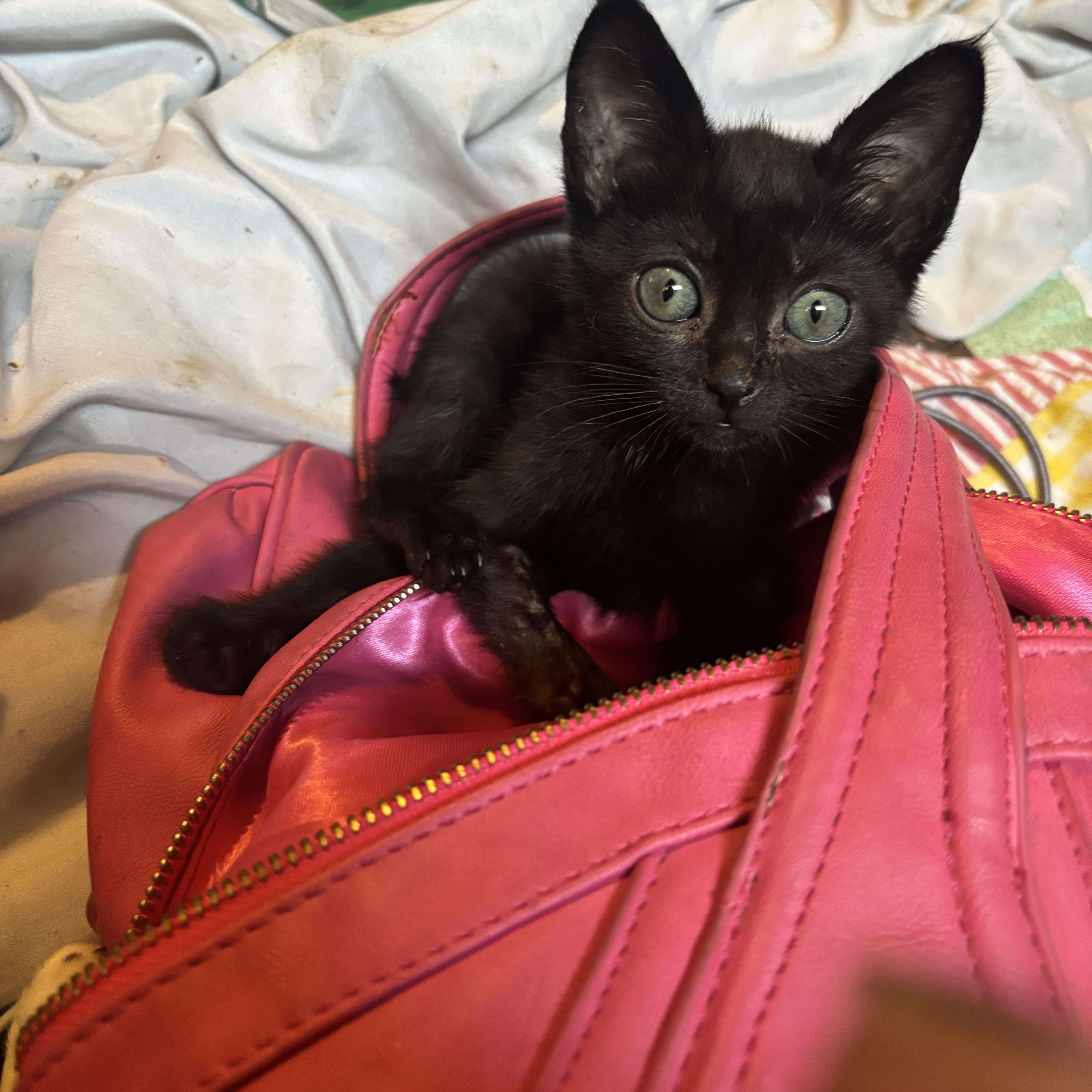 Enlarge Fig, a Adopted mixed breed in Lancaster, CA image 2/5