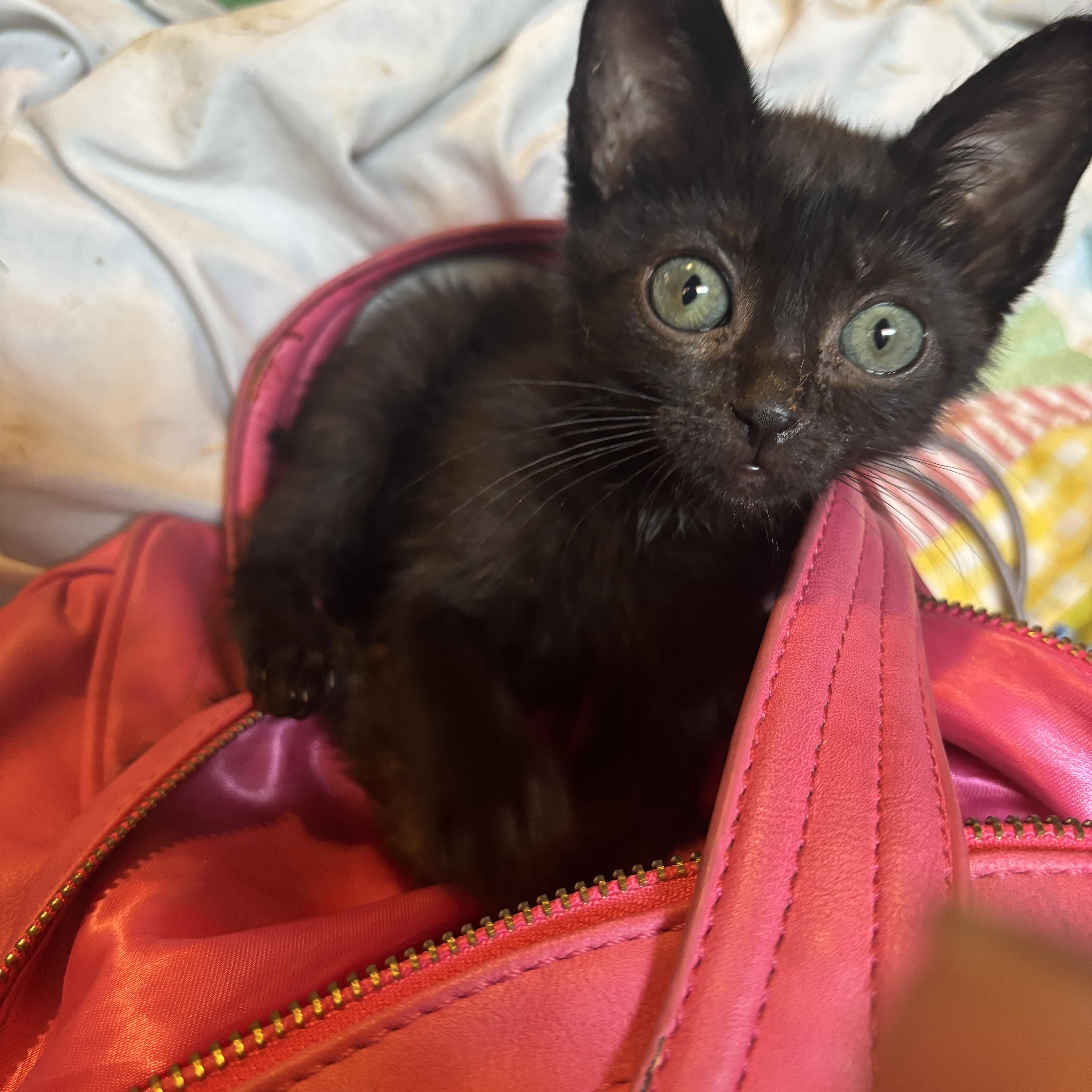 Enlarge Fig, a Adopted mixed breed in Lancaster, CA image 3/5