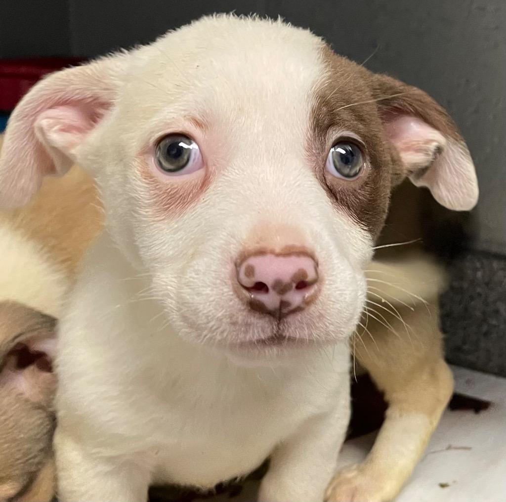 Enlarge Pomelo, a Adoptable Mixed Breed in Henderson, NC image 1/1