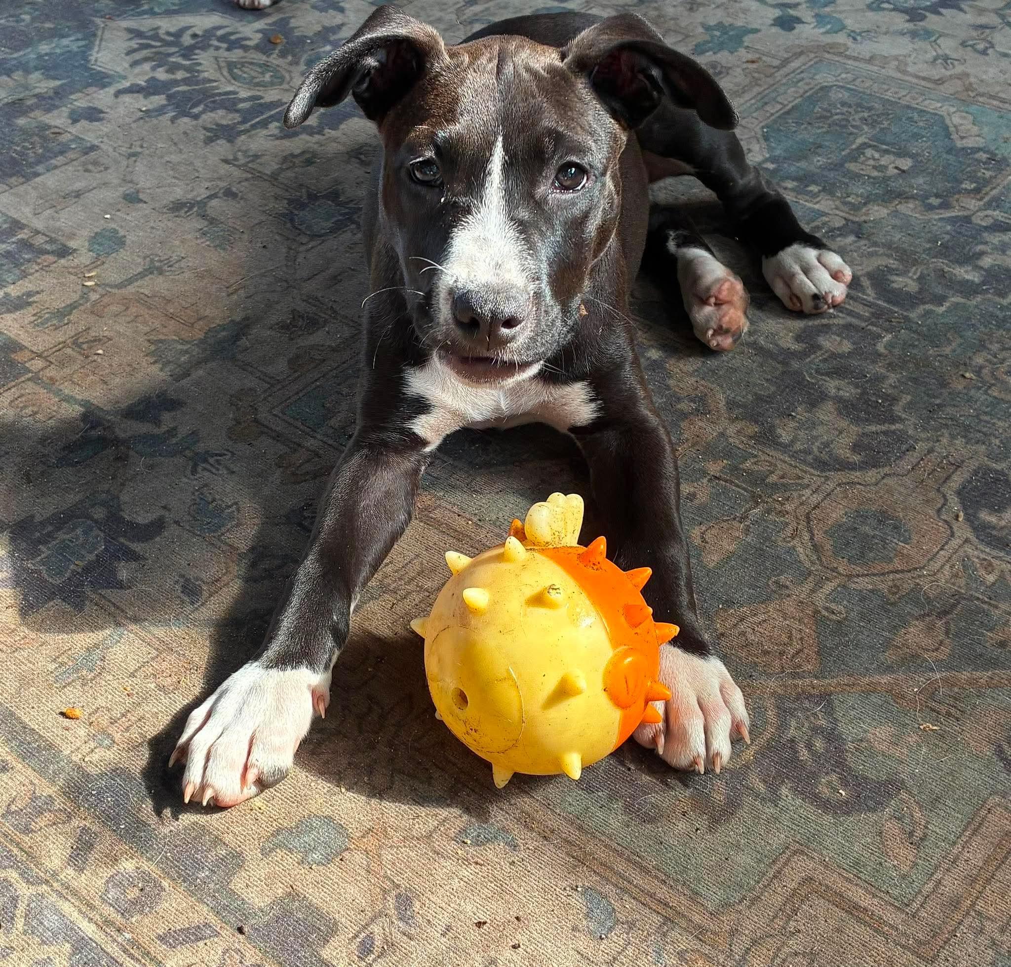 Maggie May, adopted, Young Female Labrador Retriever & Pointer.