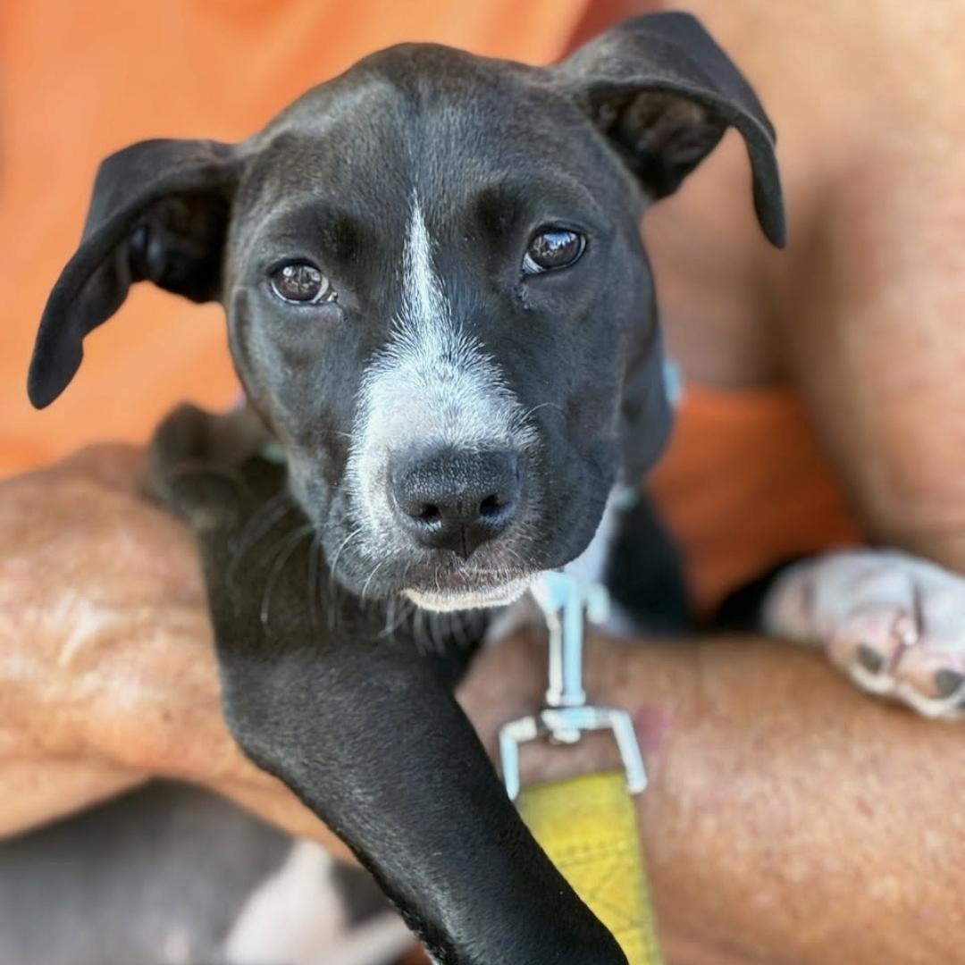 Enlarge Maggie May, an adopted mixed breed in Myrtle Beach, SC image 2/3
