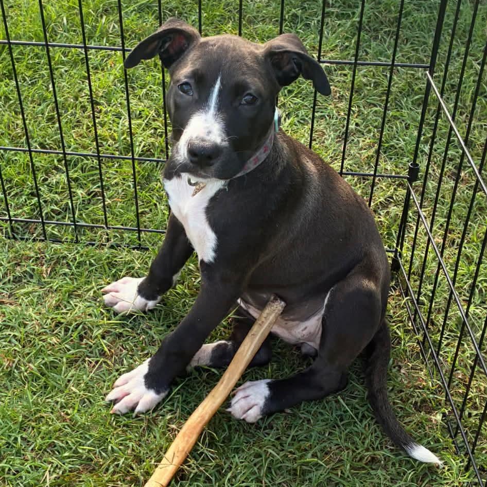 Enlarge Maggie May, an adopted mixed breed in Myrtle Beach, SC image 3/3