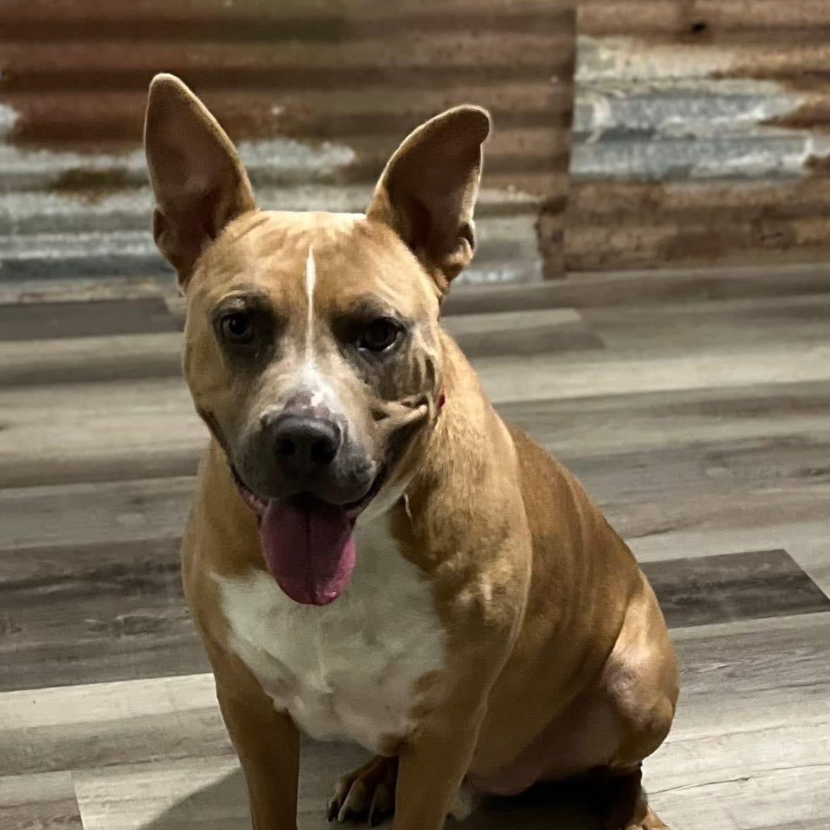 Enlarge Jake, a Adoptable mixed breed in Chelmsford, MA image 3/6