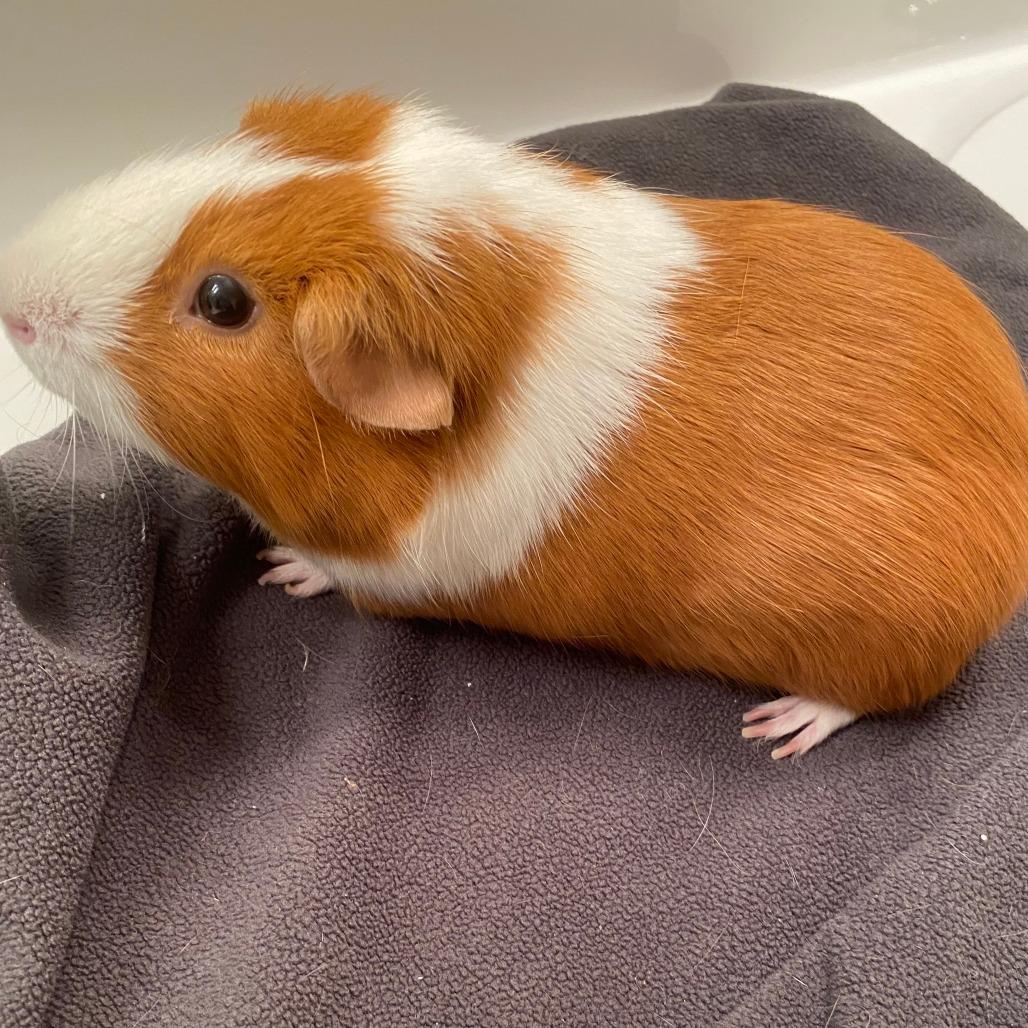Biscuit (bonded with O-rio), Adoptable, Adult Male Guinea Pig.