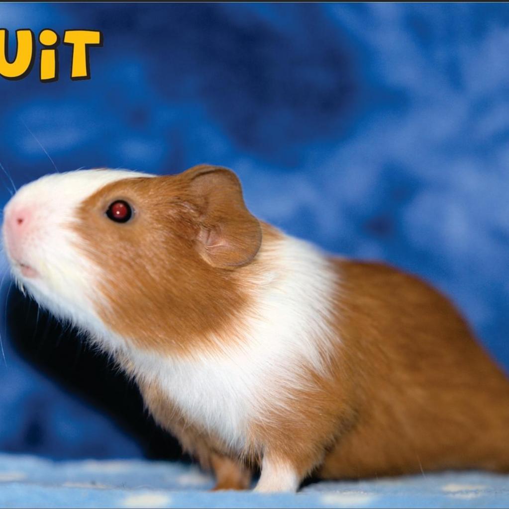 Enlarge Biscuit (bonded with O-rio), a Adoptable Guinea Pig in Decatur, GA image 2/4