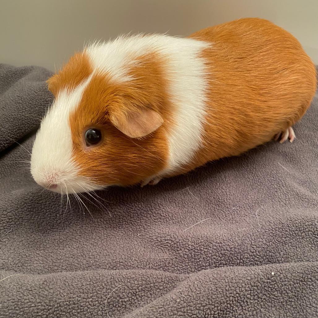 Enlarge Biscuit (bonded with O-rio), a Adoptable Guinea Pig in Decatur, GA image 3/4