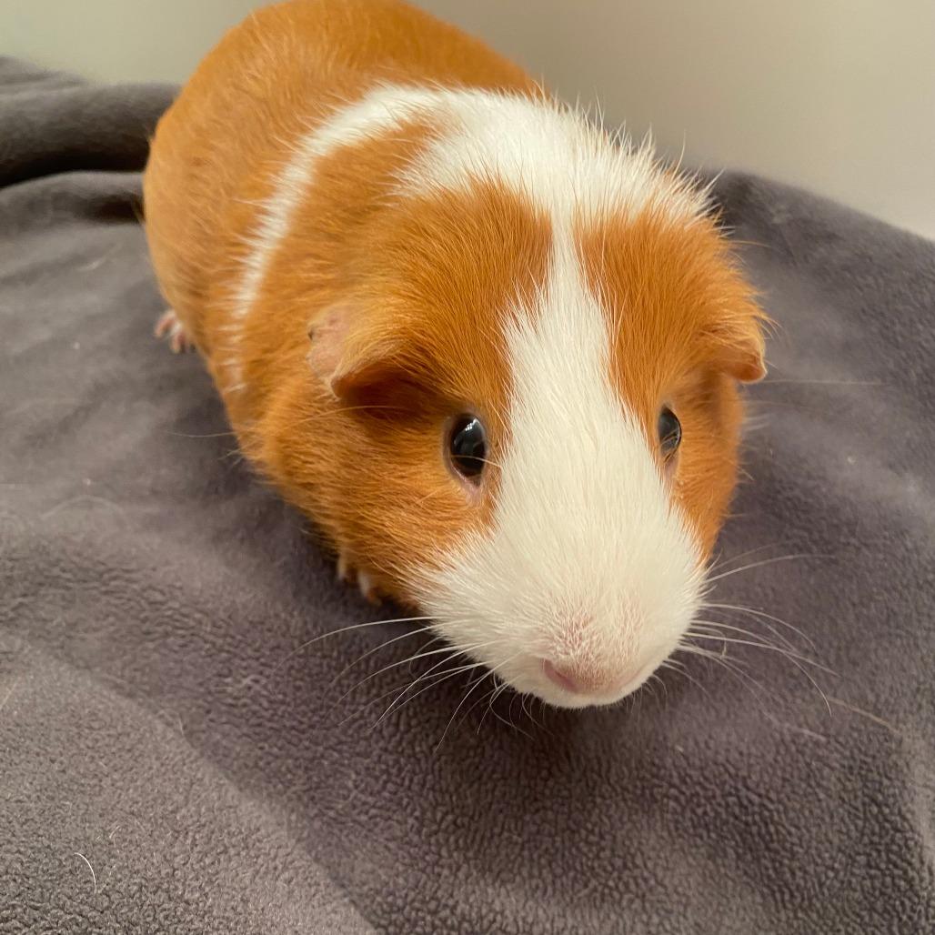Enlarge Biscuit (bonded with O-rio), a Adoptable Guinea Pig in Decatur, GA image 4/4