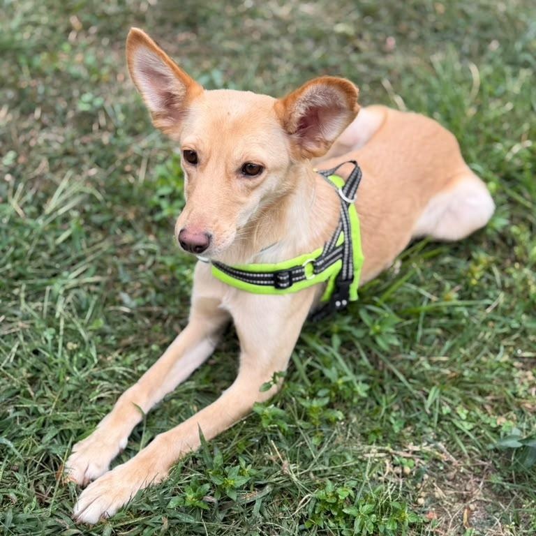 Enlarge Belka, a Adoptable mixed breed in DANVERS, MA image 2/5