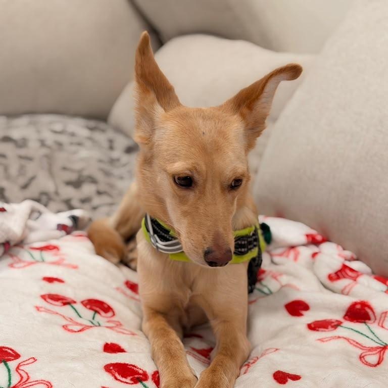 Enlarge Belka, a Adoptable mixed breed in DANVERS, MA image 5/5