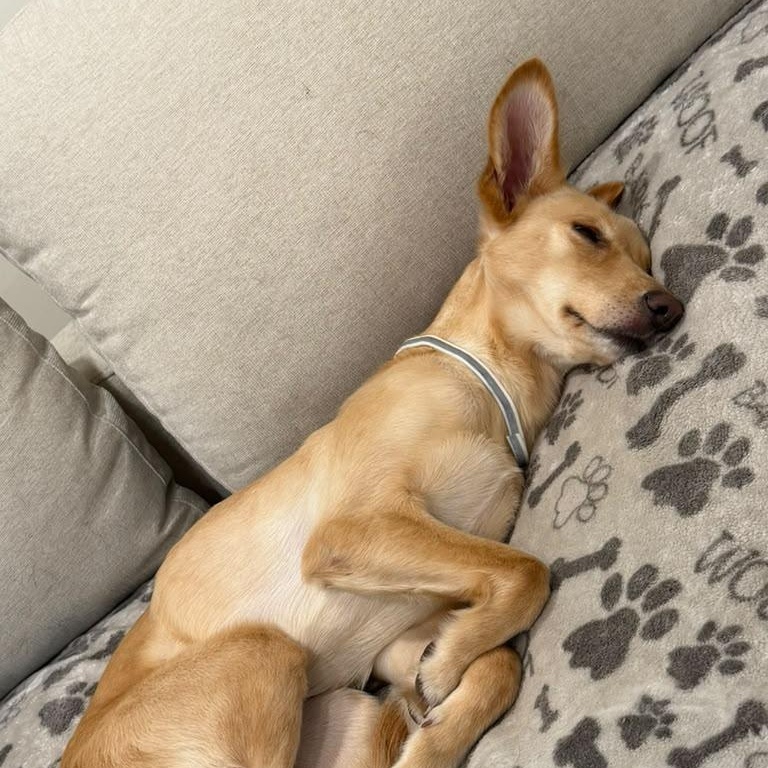 Enlarge Belka, a Adoptable mixed breed in DANVERS, MA image 4/5