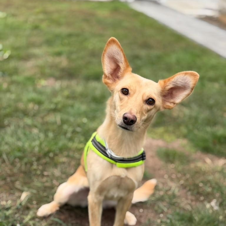 Belka, Adoptable, Young Female Rat Terrier & Pharaoh Hound.