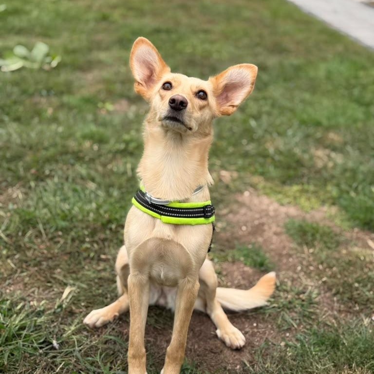 Enlarge Belka, a Adoptable mixed breed in DANVERS, MA image 3/5