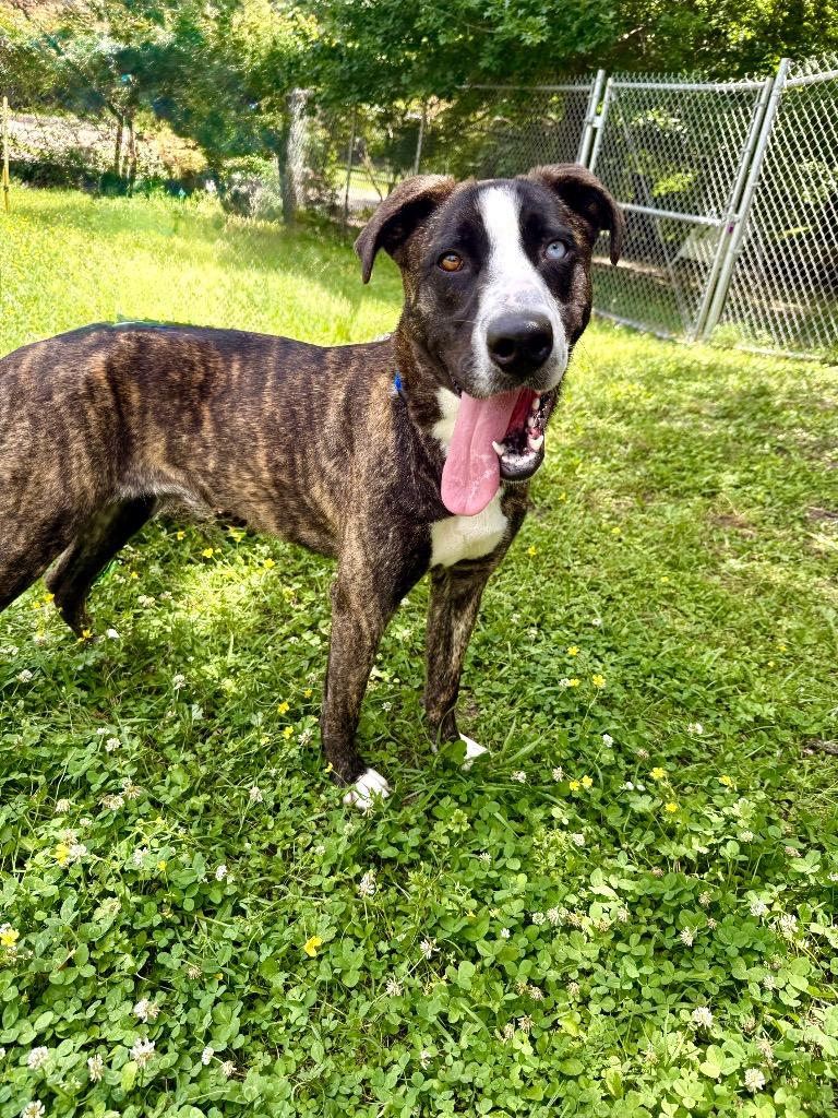 Spice, Adoptable, Young Female Catahoula Leopard Dog & Mixed Breed.
