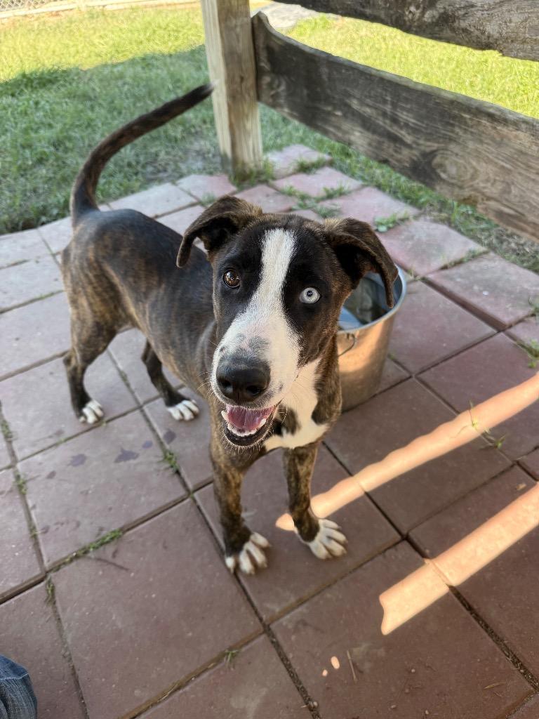 Enlarge Spice, a Adoptable mixed breed in Denham Springs, LA image 2/2