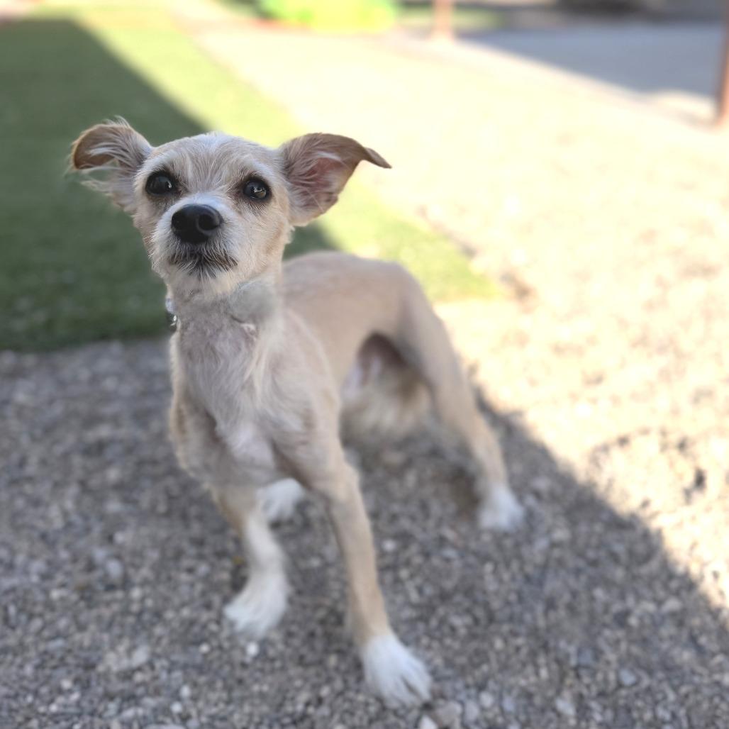 DOG 05/13/2026, Adoptable, Young Male Terrier & Mixed Breed.
