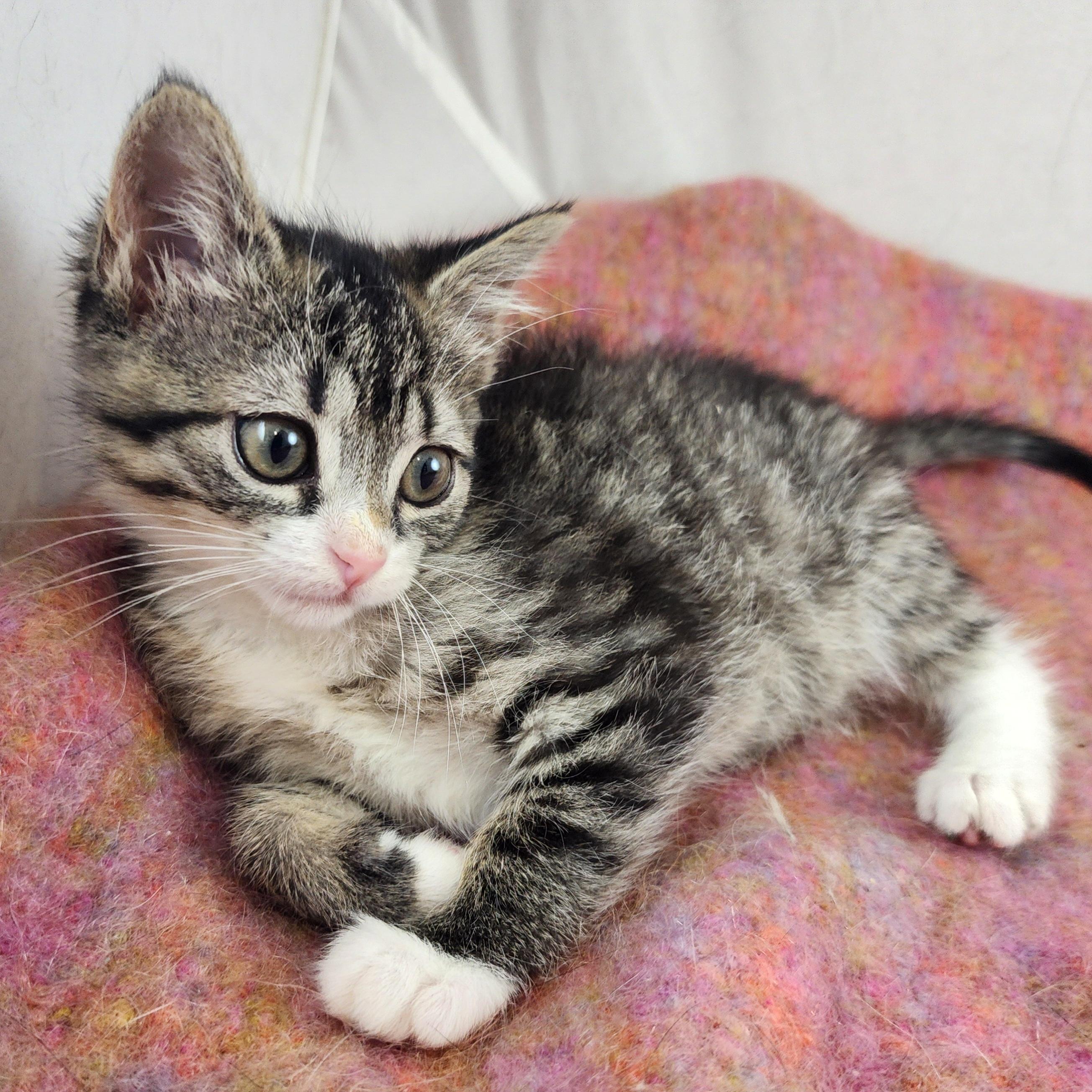 Naomi, a Adoptable Domestic Short Hair in New York, NY image 2/6