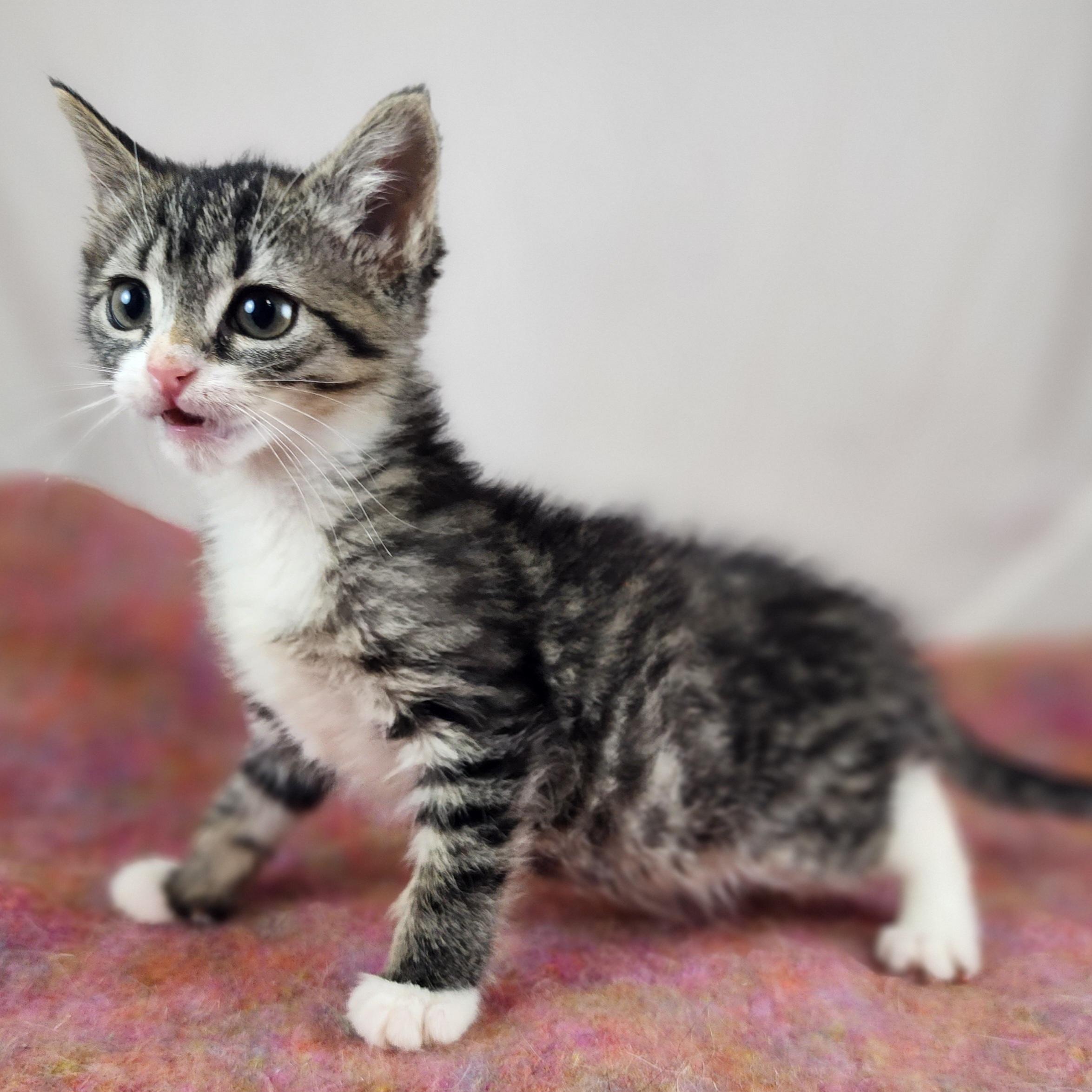 Naomi, a Adoptable Domestic Short Hair in New York, NY image 3/6