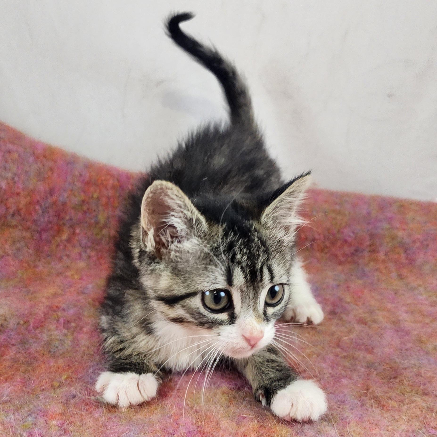 Naomi, a Adoptable Domestic Short Hair in New York, NY image 4/6