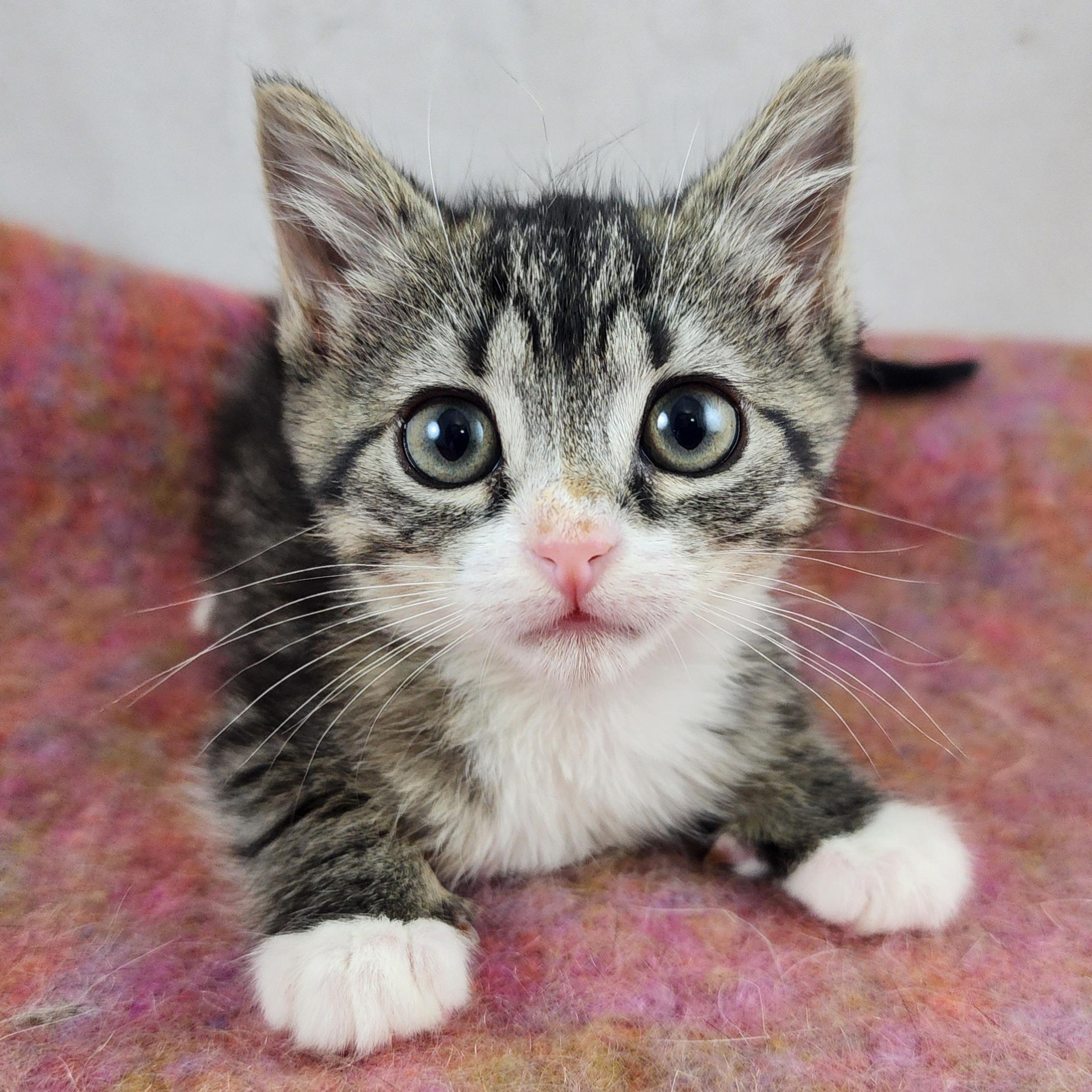 Naomi, Adoptable, Kitten Female Domestic Short Hair.