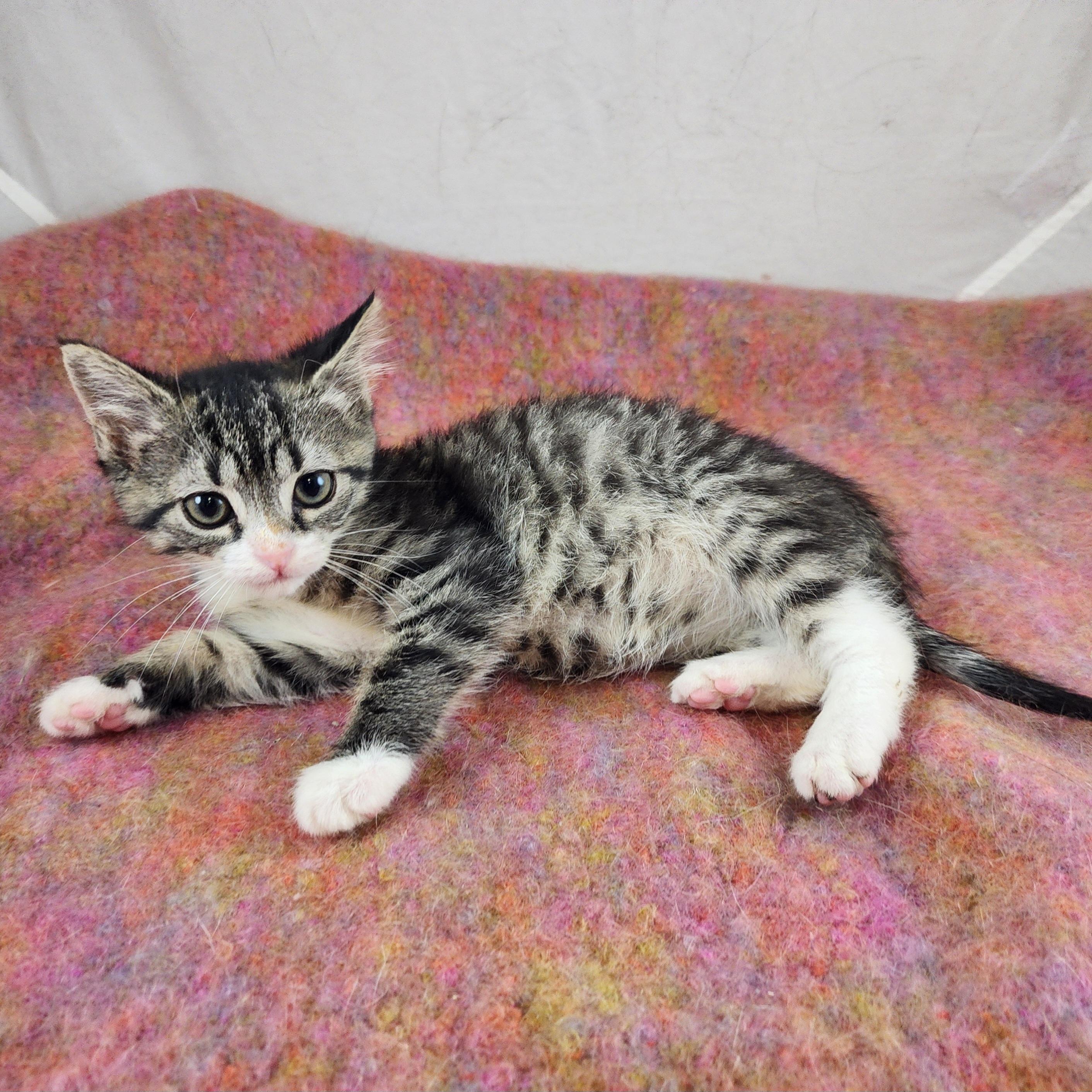 Naomi, a Adoptable Domestic Short Hair in New York, NY image 5/6