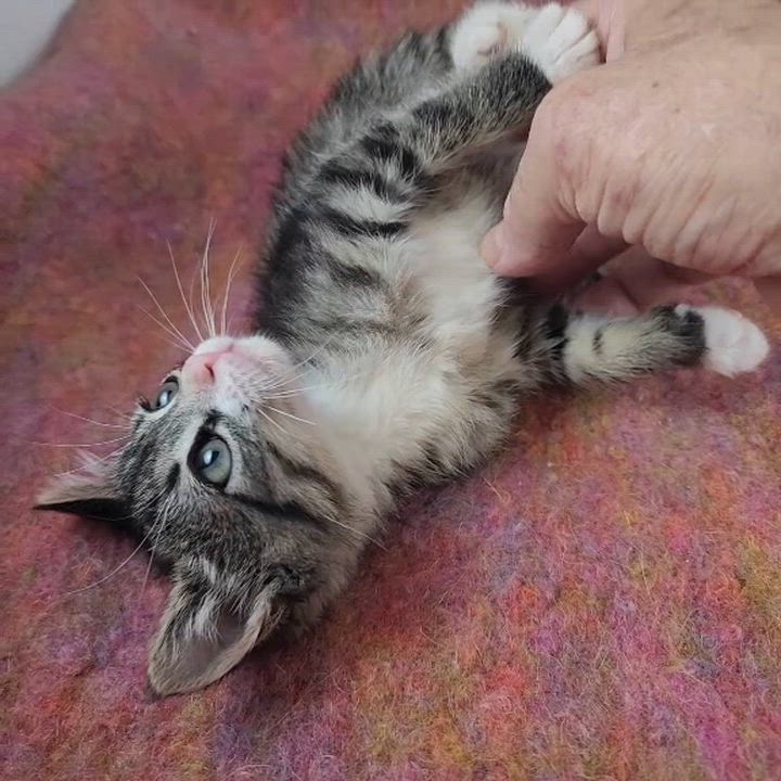 Enlarge Naomi, a Adoptable Domestic Short Hair in New York, NY video 6/6