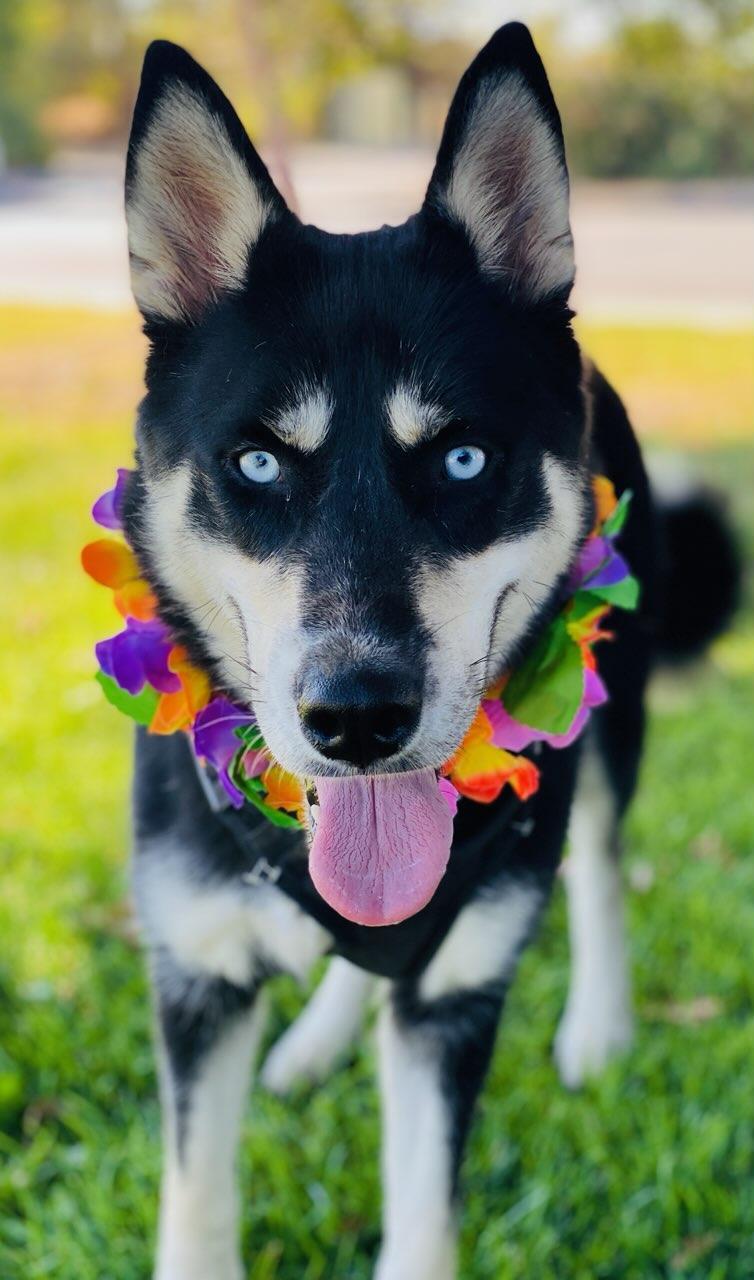 Betty, a Adoptable Siberian Husky in Colusa, CA image 1/5