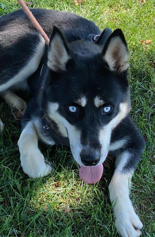 Betty, a Adoptable Siberian Husky in Colusa, CA image 2/5