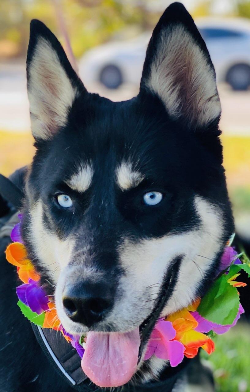 Betty, a Adoptable Siberian Husky in Colusa, CA image 3/5