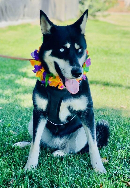 Betty, a Adoptable Siberian Husky in Colusa, CA image 4/5