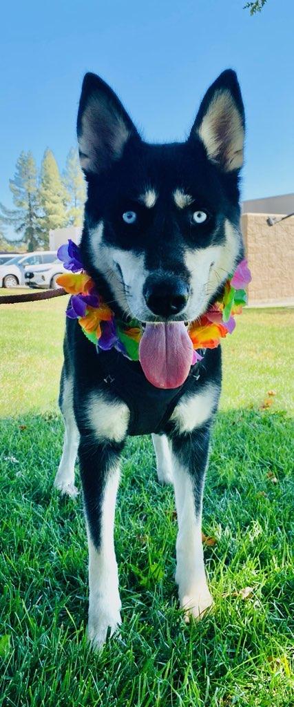 Betty, a Adoptable Siberian Husky in Colusa, CA image 5/5
