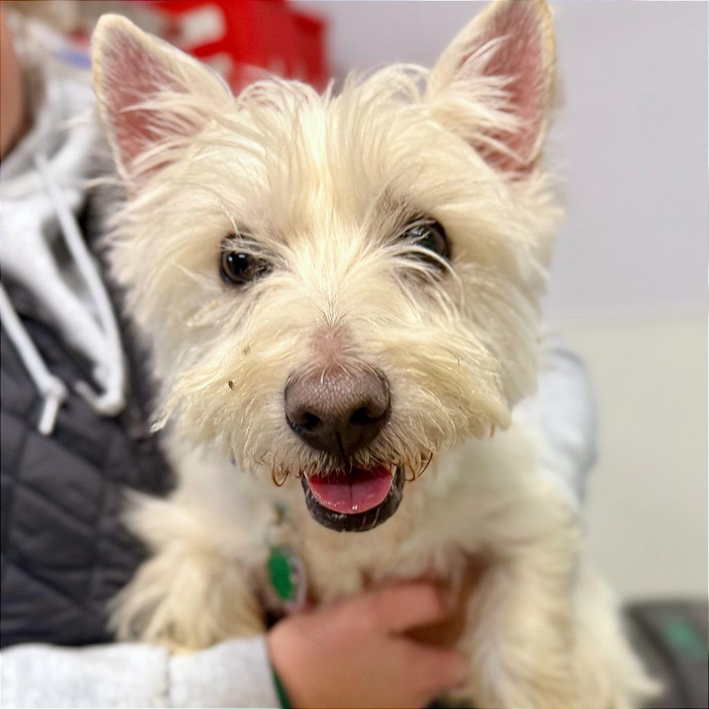 Cooper, Adoptable, Adult Male West Highland White Terrier / Westie.