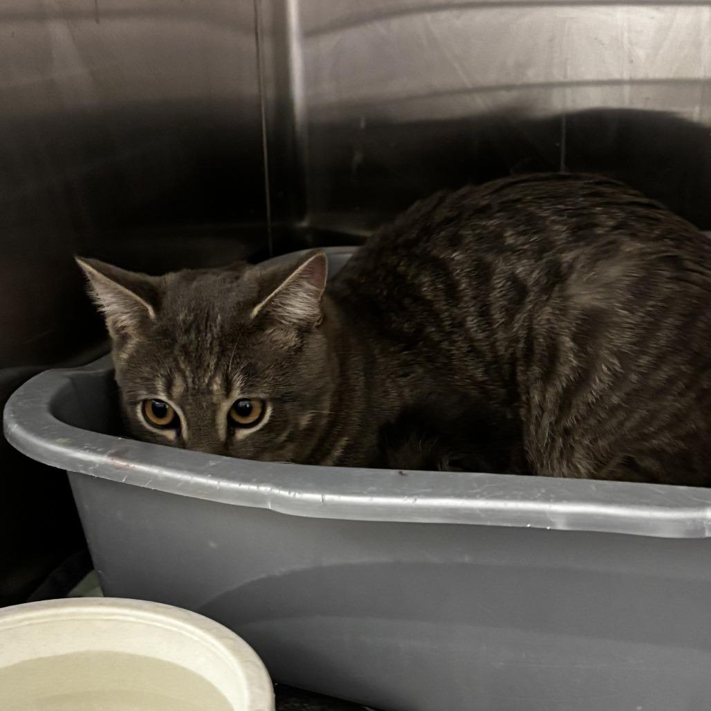 Leo, a Adoptable Domestic Short Hair in Cody, WY image 3/3