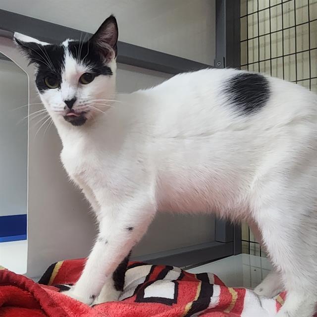 DOTTIE, Adoptable, Adult Female Domestic Short Hair.