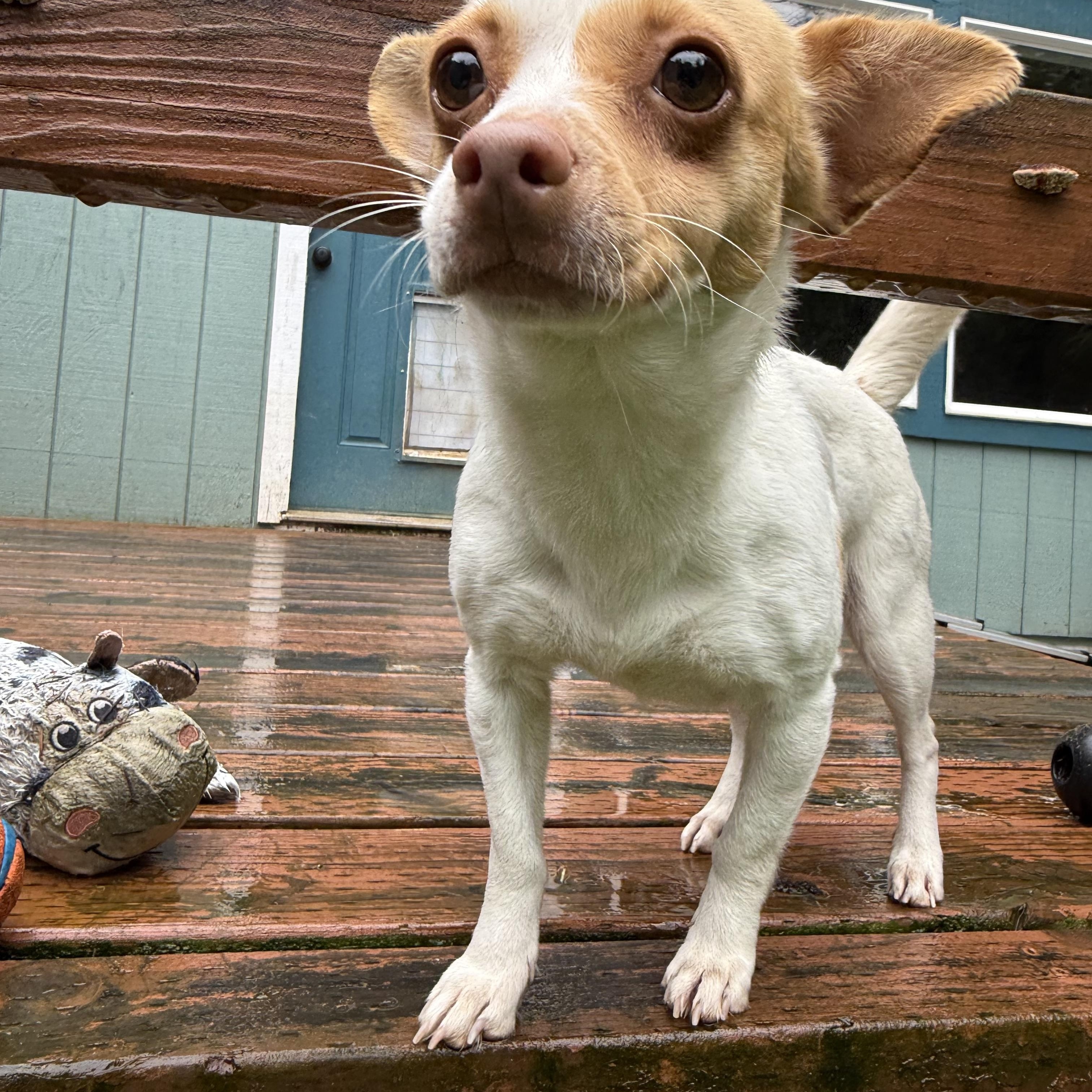 Jojo, adopted, Young Female Chihuahua & Jack Russell Terrier.
